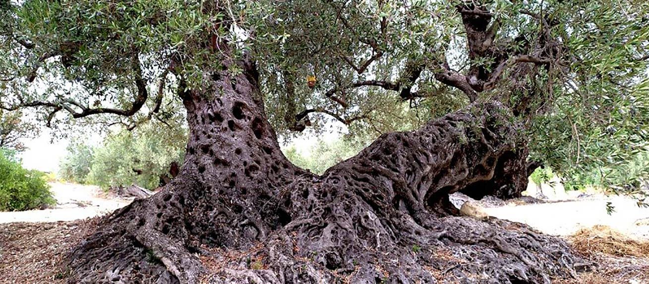 albero secolare oleificio abbate